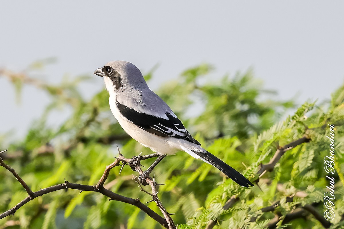 西方灰伯勞 - ML643088149