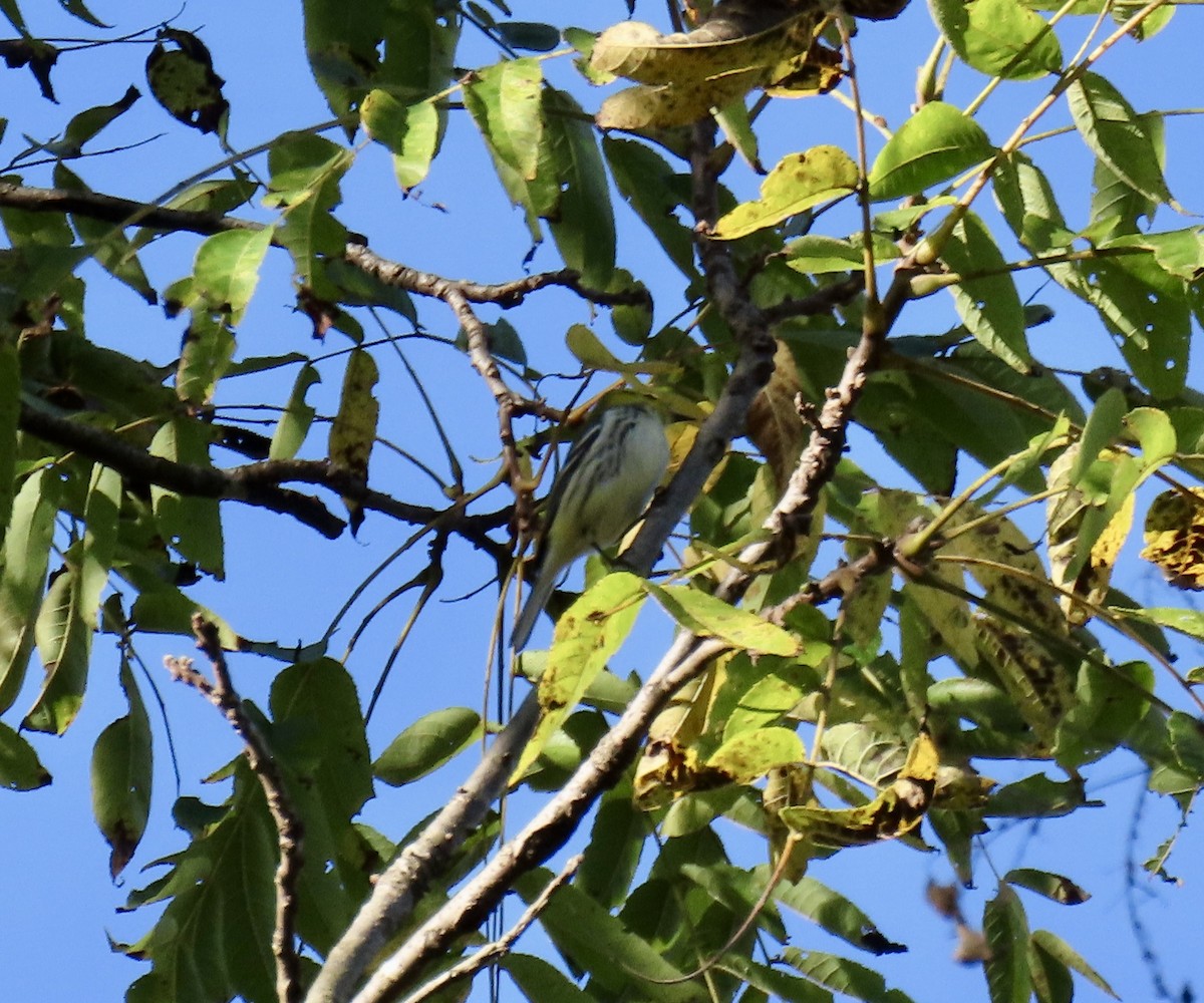 Black-throated Green Warbler - ML643088180