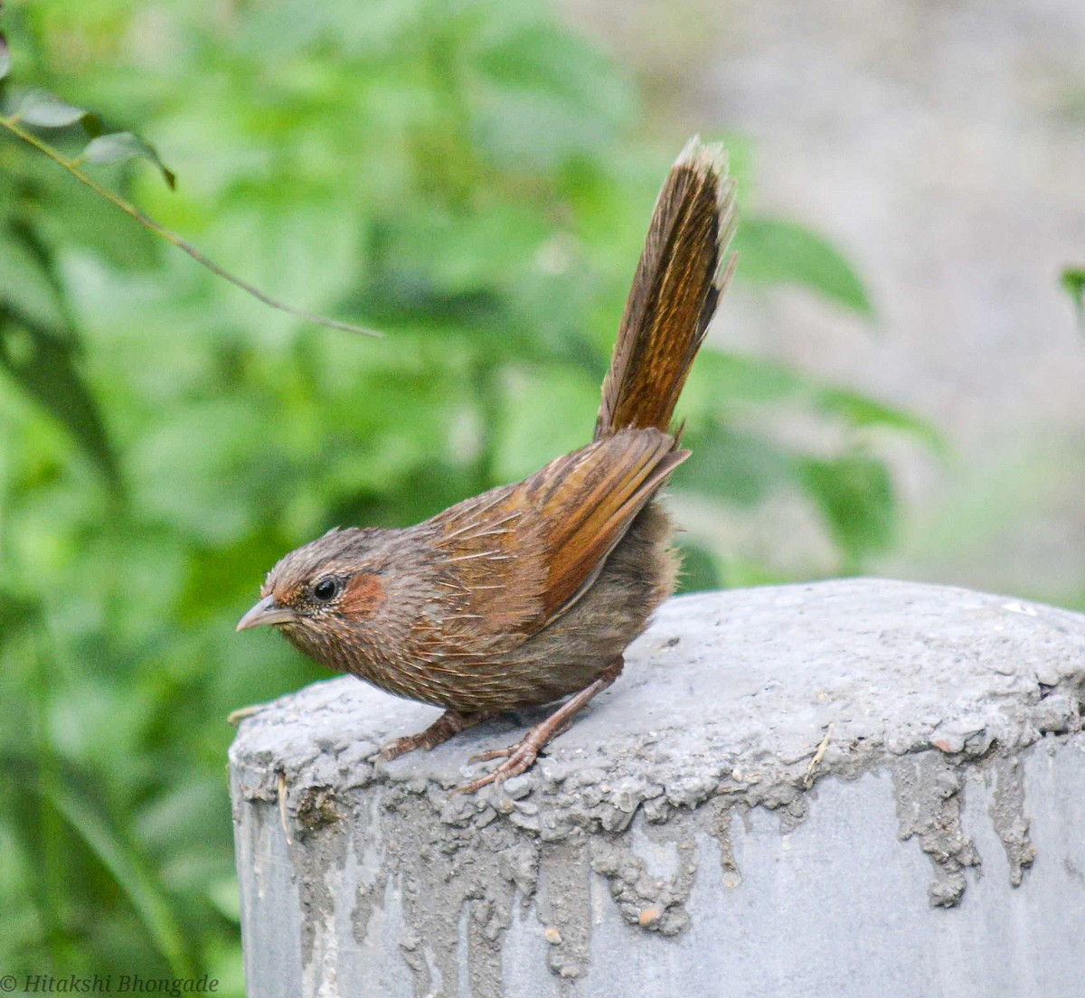 Streaked Laughingthrush - ML643088208