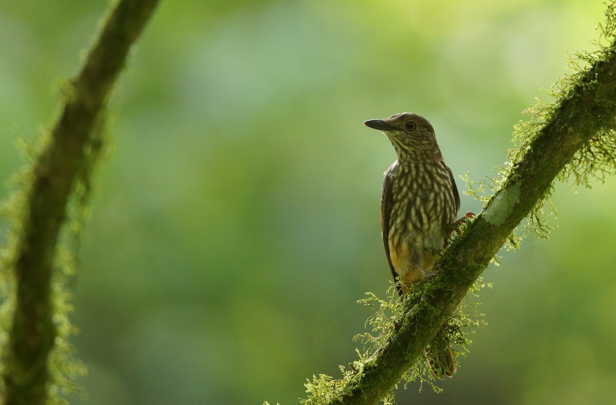 African Shrike-flycatcher - ML643088212