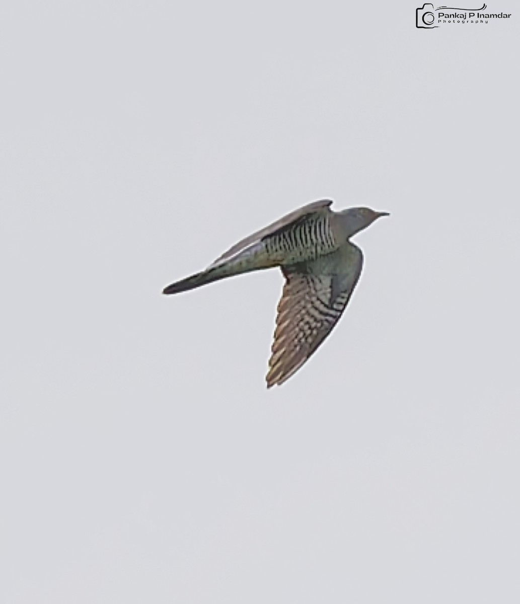 Common Cuckoo - ML643088216