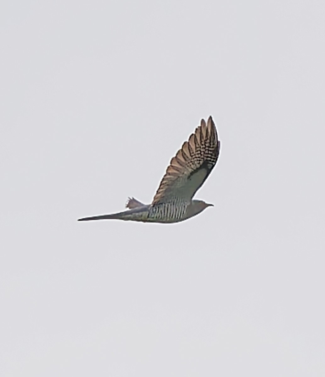 Common Cuckoo - ML643088217