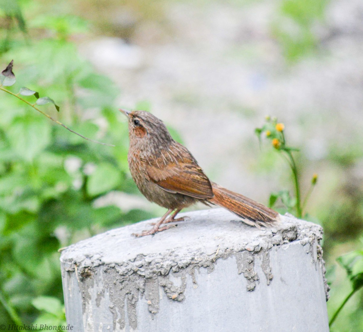 Streaked Laughingthrush - ML643088220