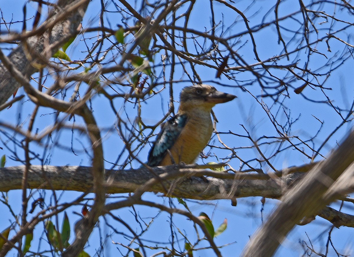 Blue-winged Kookaburra - ML643088277