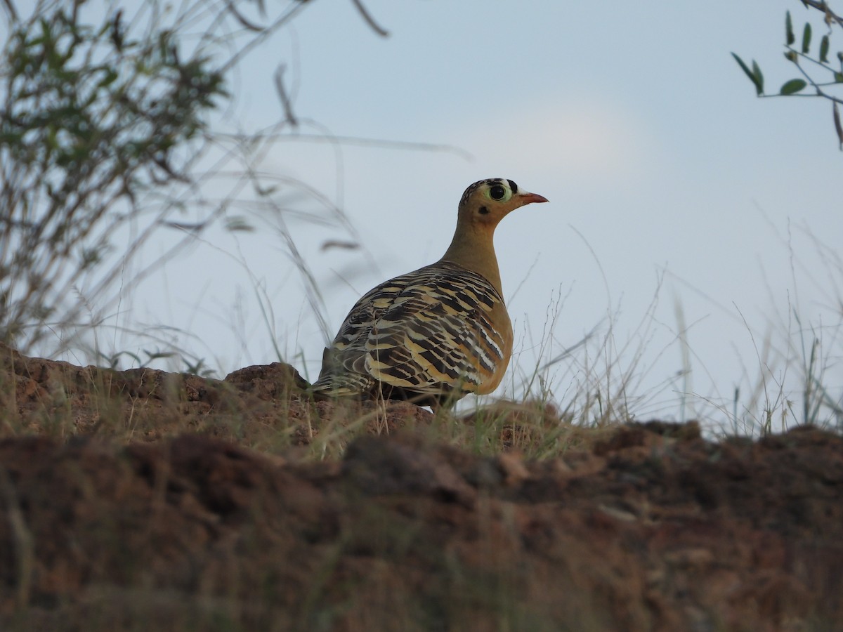 Painted Sandgrouse - ML643088312