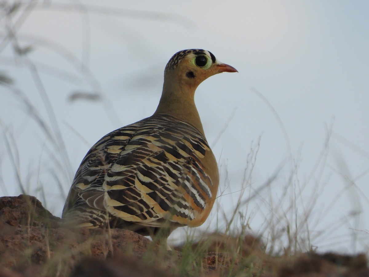 Painted Sandgrouse - ML643088313