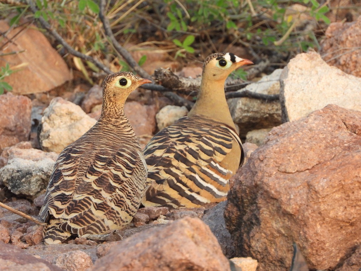 Painted Sandgrouse - ML643088314