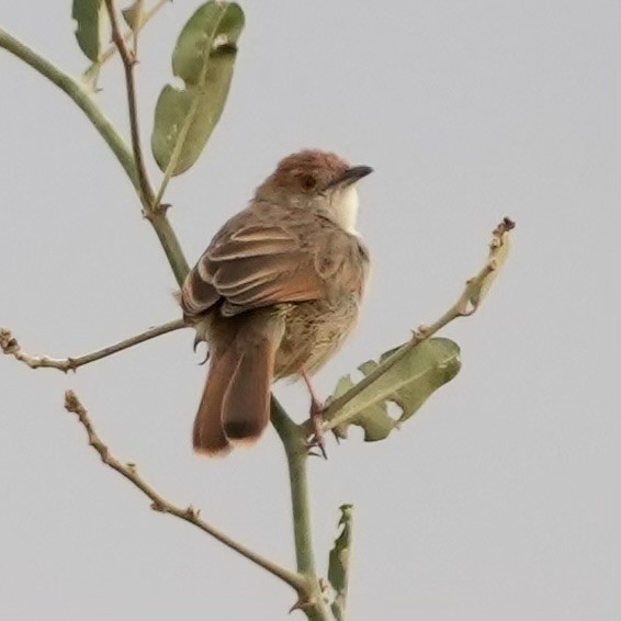 Rattling Cisticola - ML643088328