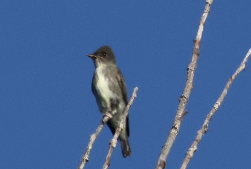 Olive-sided Flycatcher - ML643088330