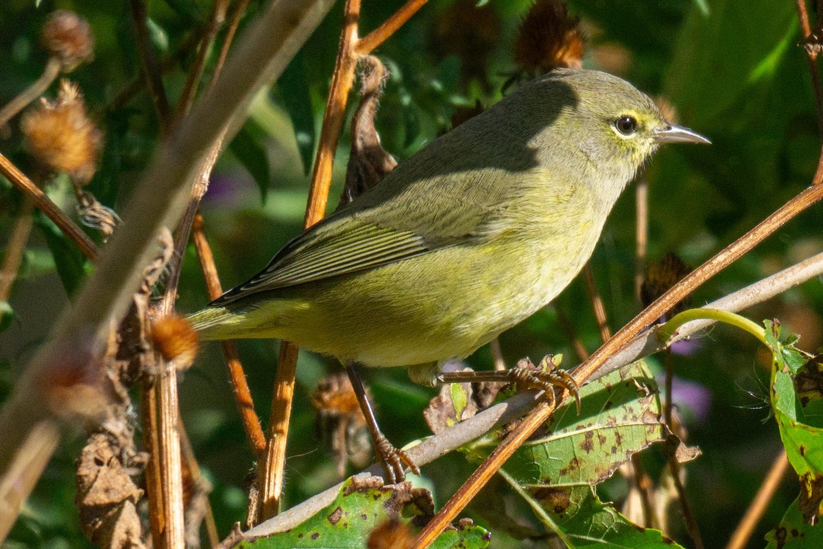 Orange-crowned Warbler - ML643088331