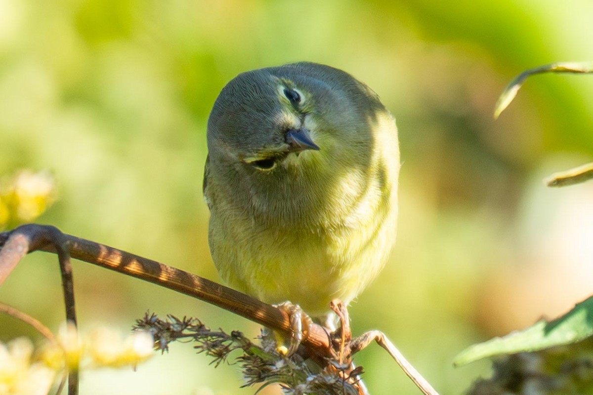 Orange-crowned Warbler - ML643088338
