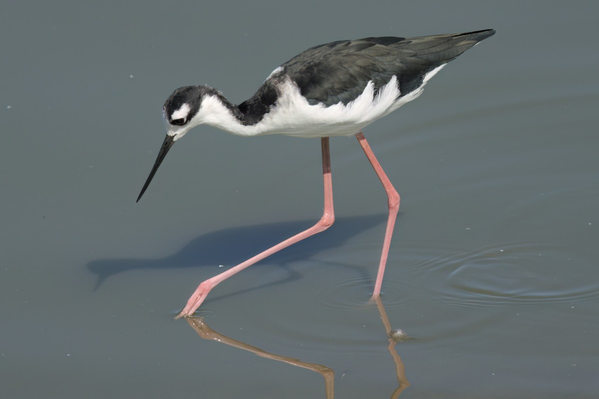 Black-necked Stilt - ML643088339