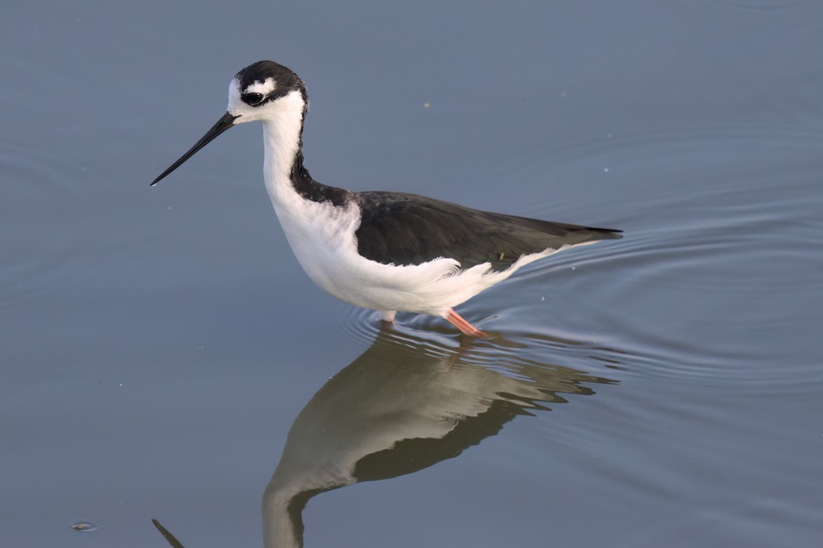 Black-necked Stilt - ML643088340