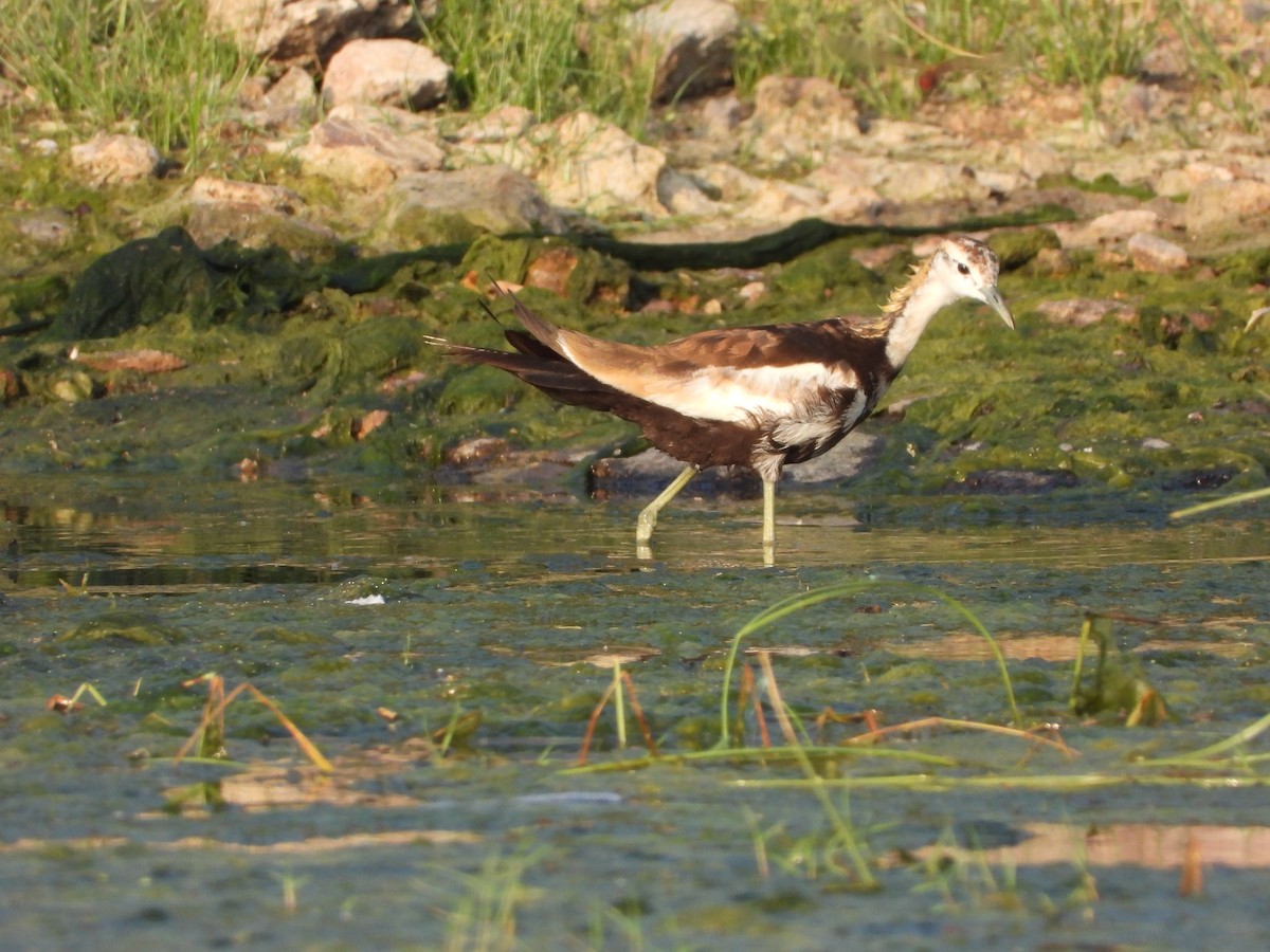 水雉 - ML643088343