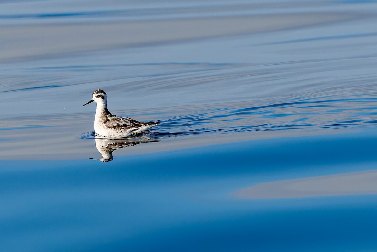 Red-necked Phalarope - ML643088348