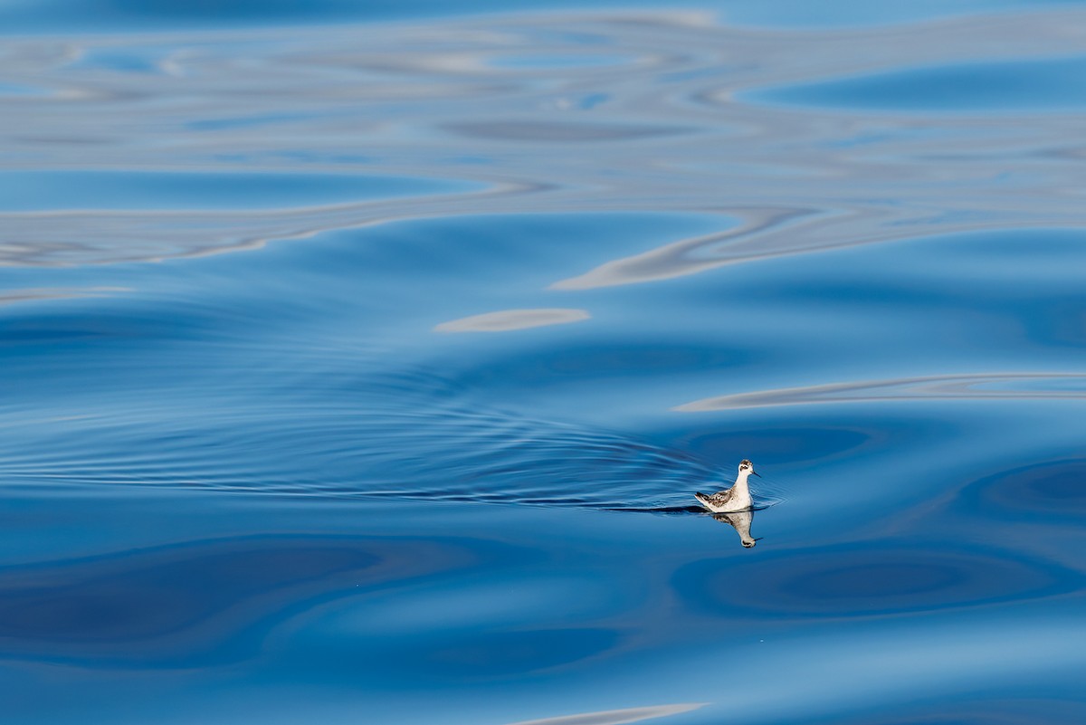 Red-necked Phalarope - ML643088349