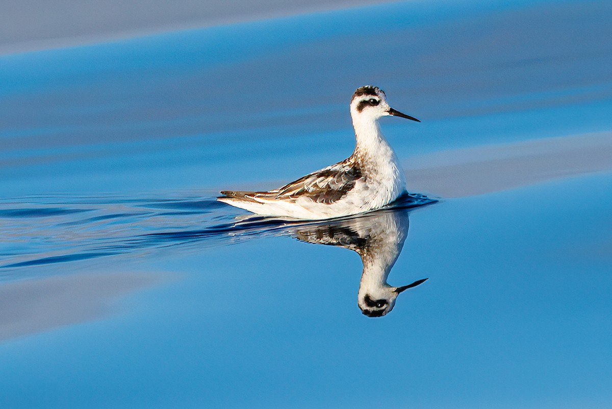 Red-necked Phalarope - ML643088350