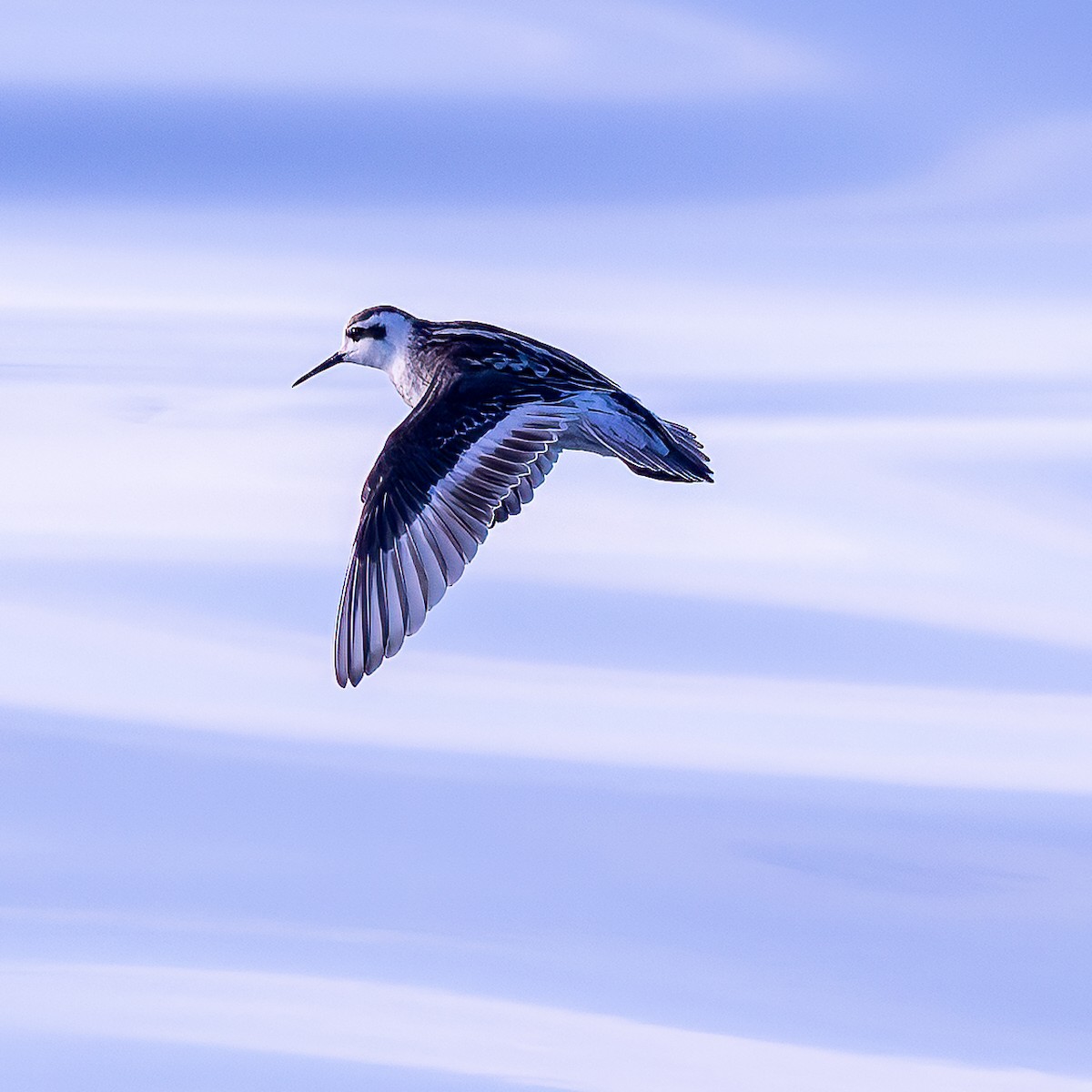 Red-necked Phalarope - ML643088351