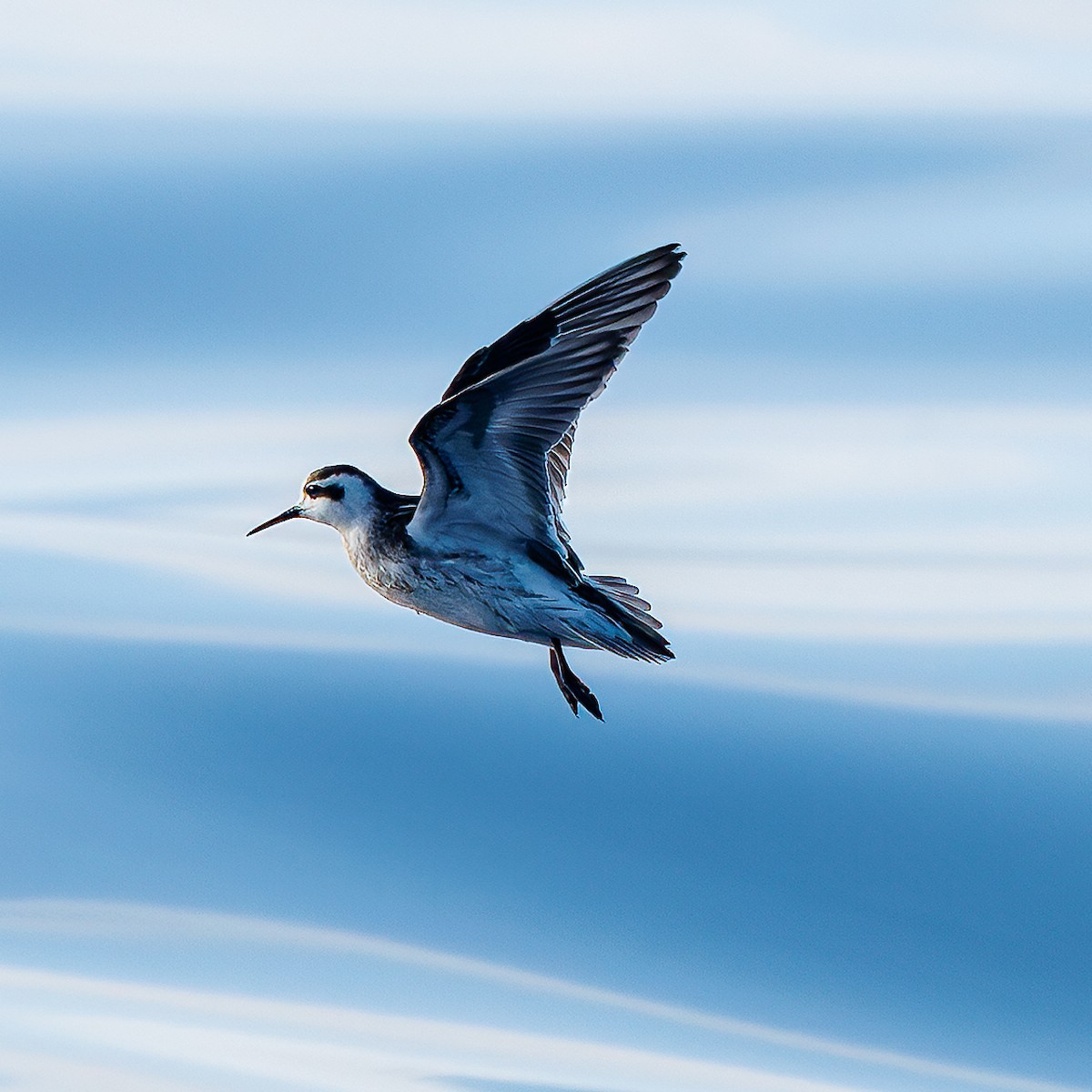 Red-necked Phalarope - ML643088352