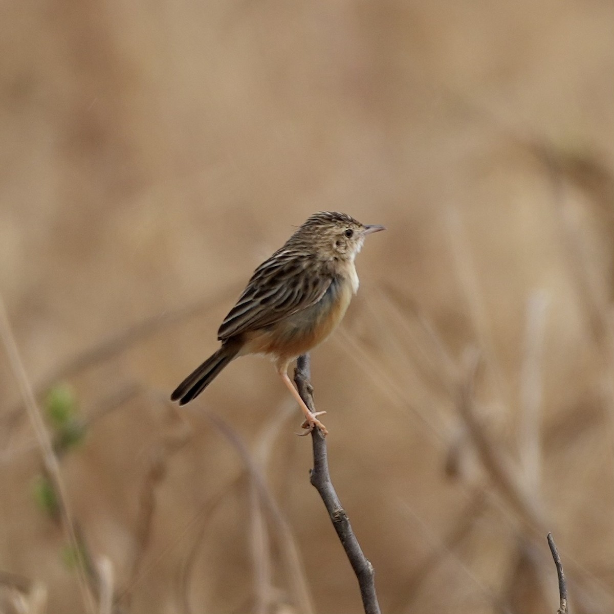 Desert Cisticola - ML643088370