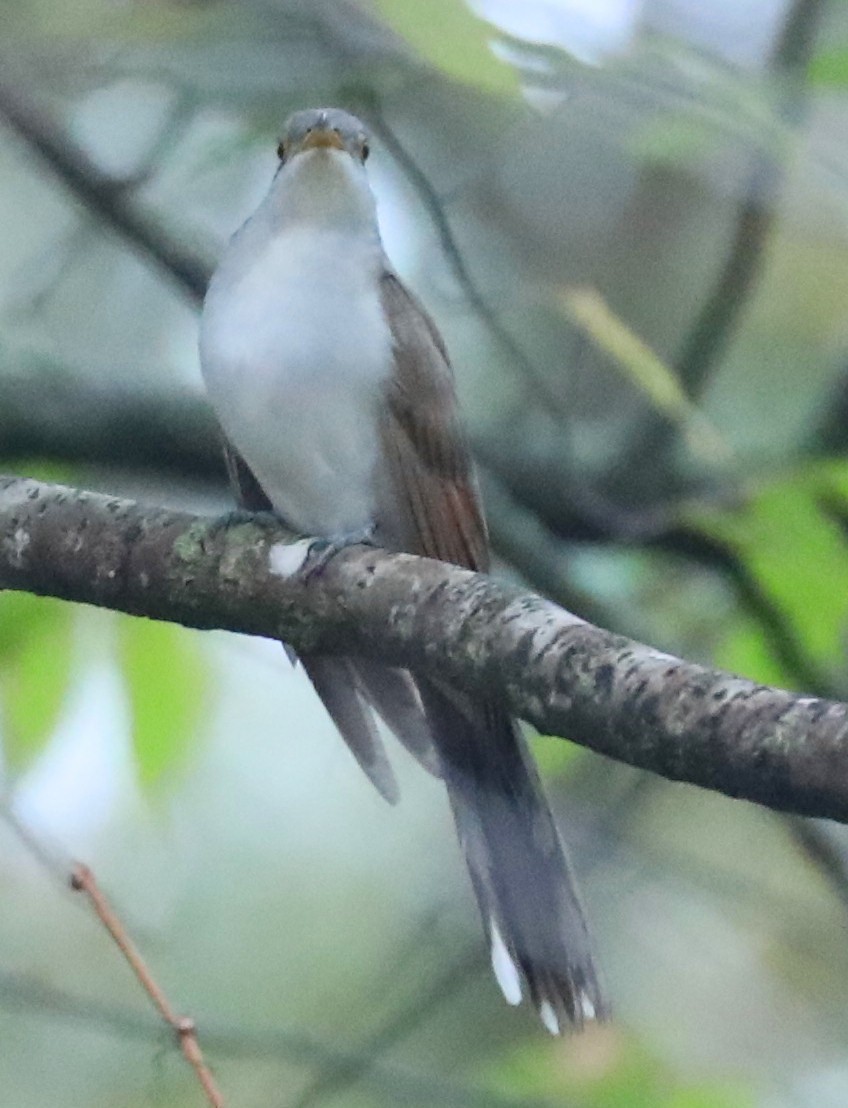 Yellow-billed Cuckoo - ML643088371