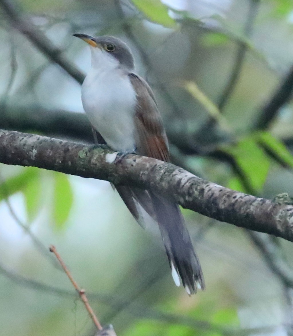 Yellow-billed Cuckoo - ML643088372