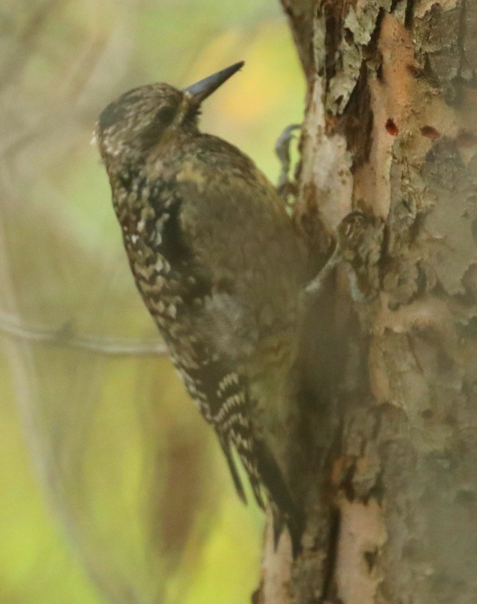 Yellow-bellied Sapsucker - ML643088377