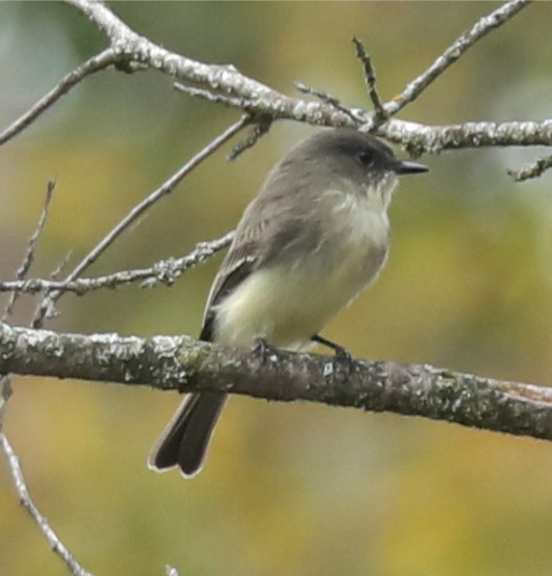 Eastern Phoebe - ML643088384