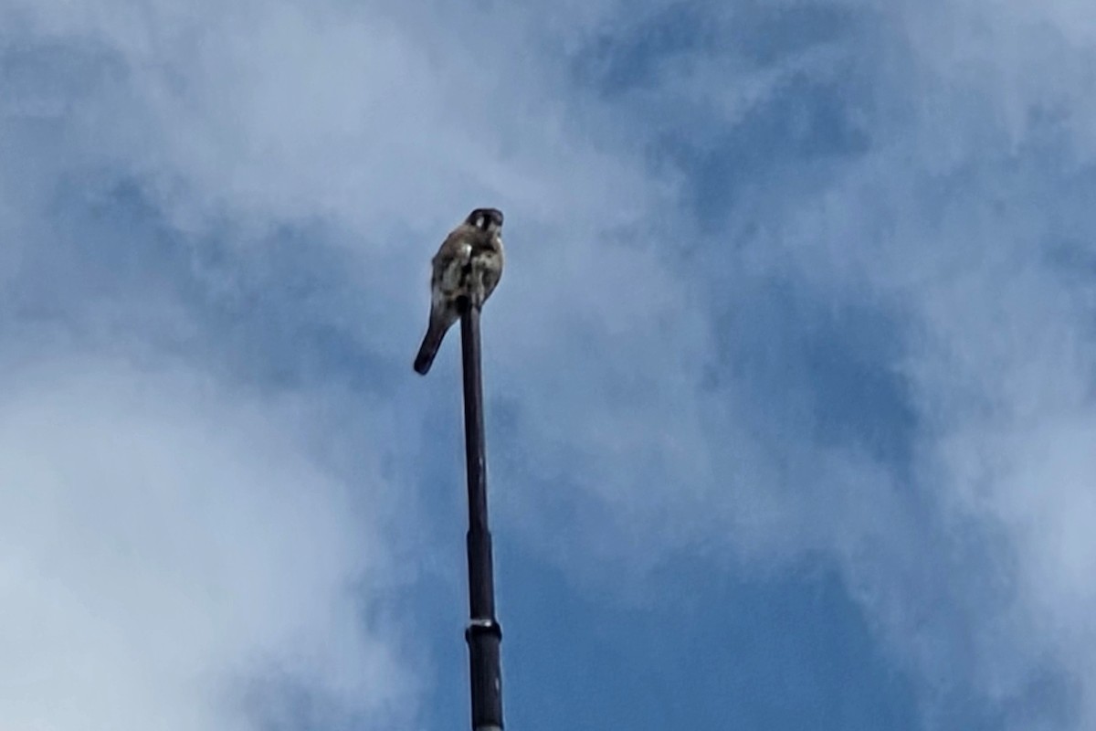 American Kestrel - ML643088385