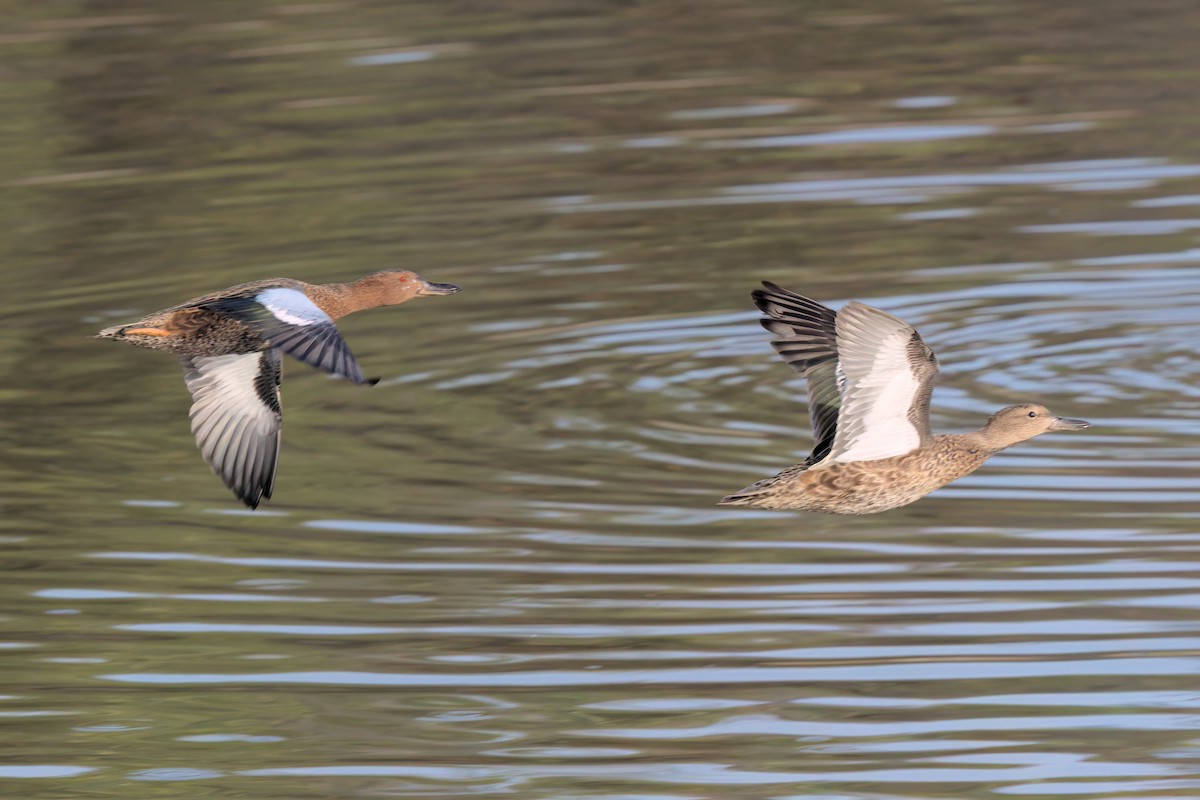 Cinnamon Teal - ML643088392