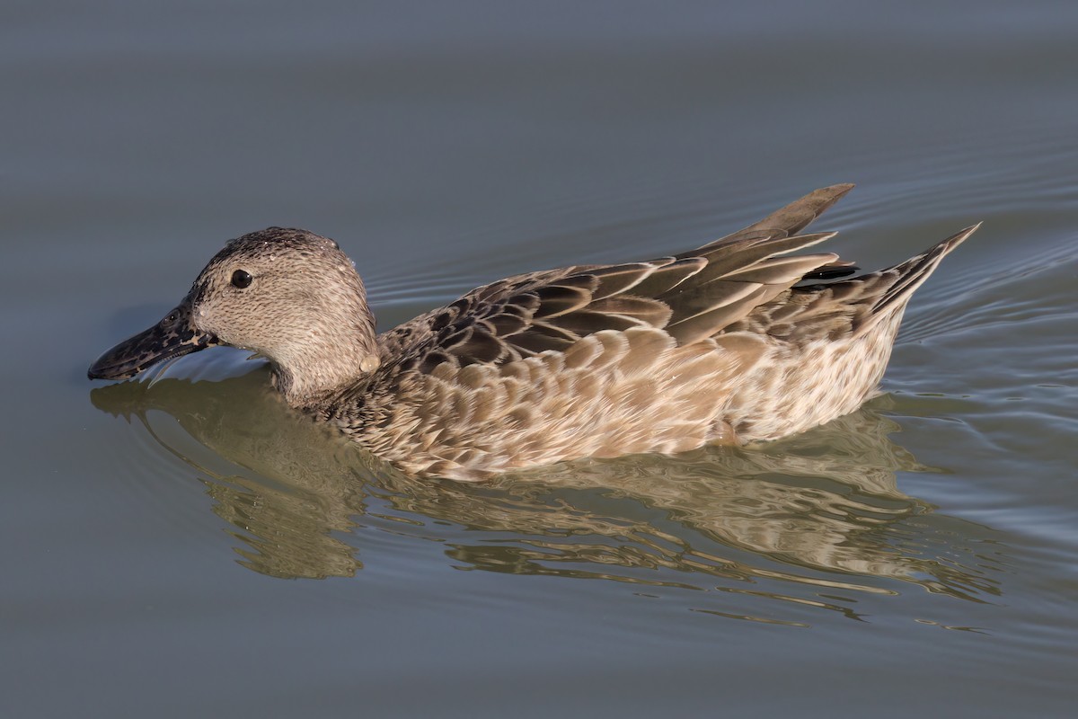 Cinnamon Teal - ML643088393