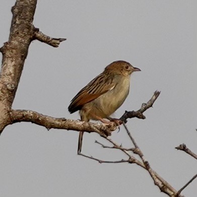 Croaking Cisticola - ML643088394