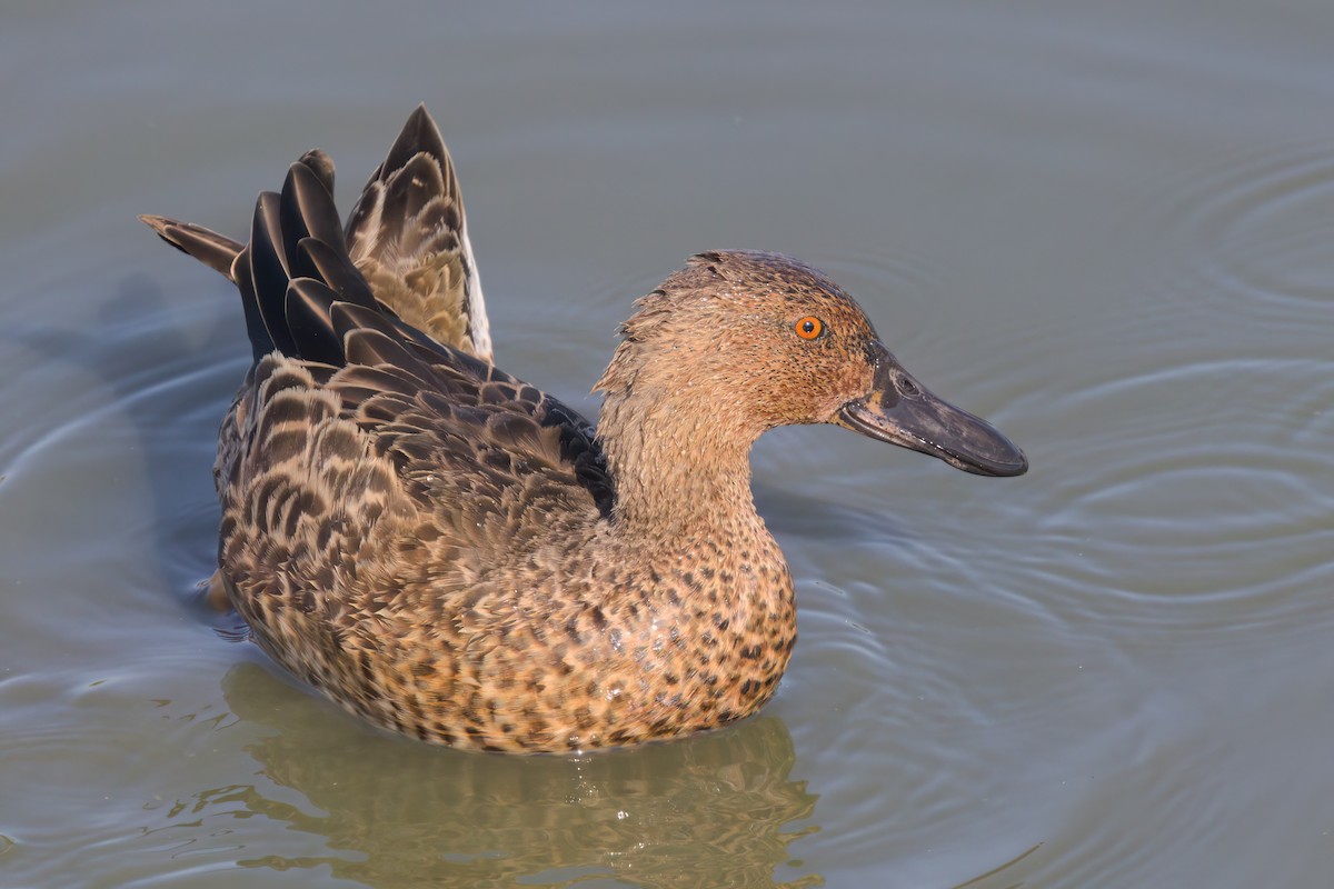 Cinnamon Teal - ML643088398