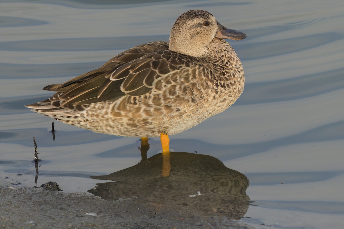 Cinnamon Teal - ML643088399