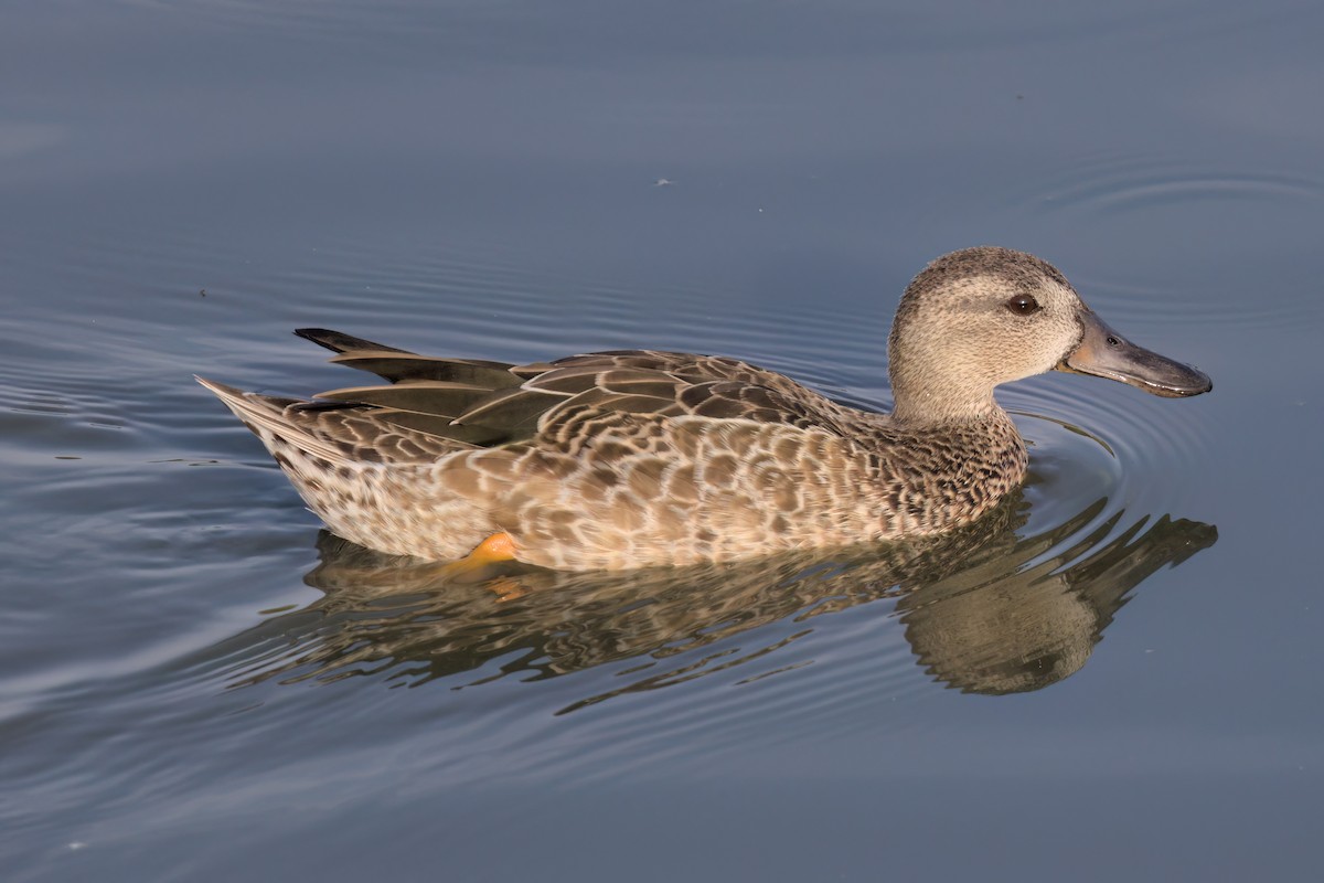 Cinnamon Teal - ML643088400