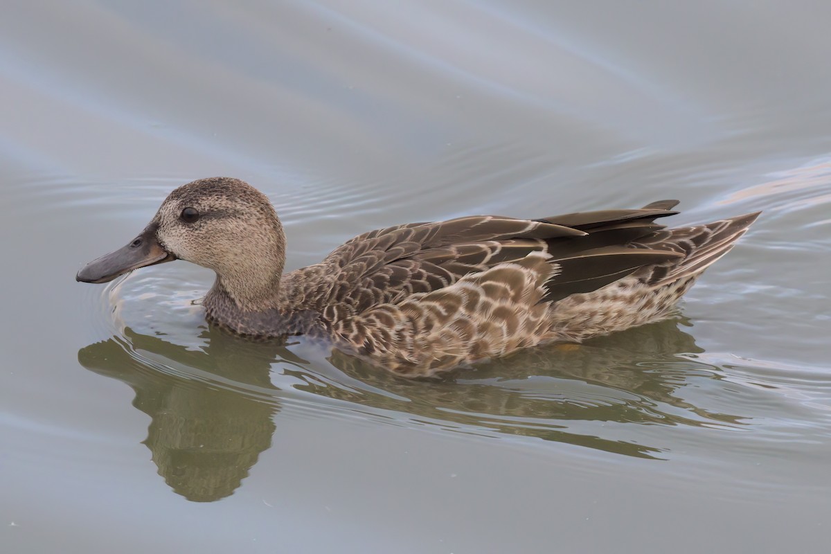 Cinnamon Teal - ML643088401