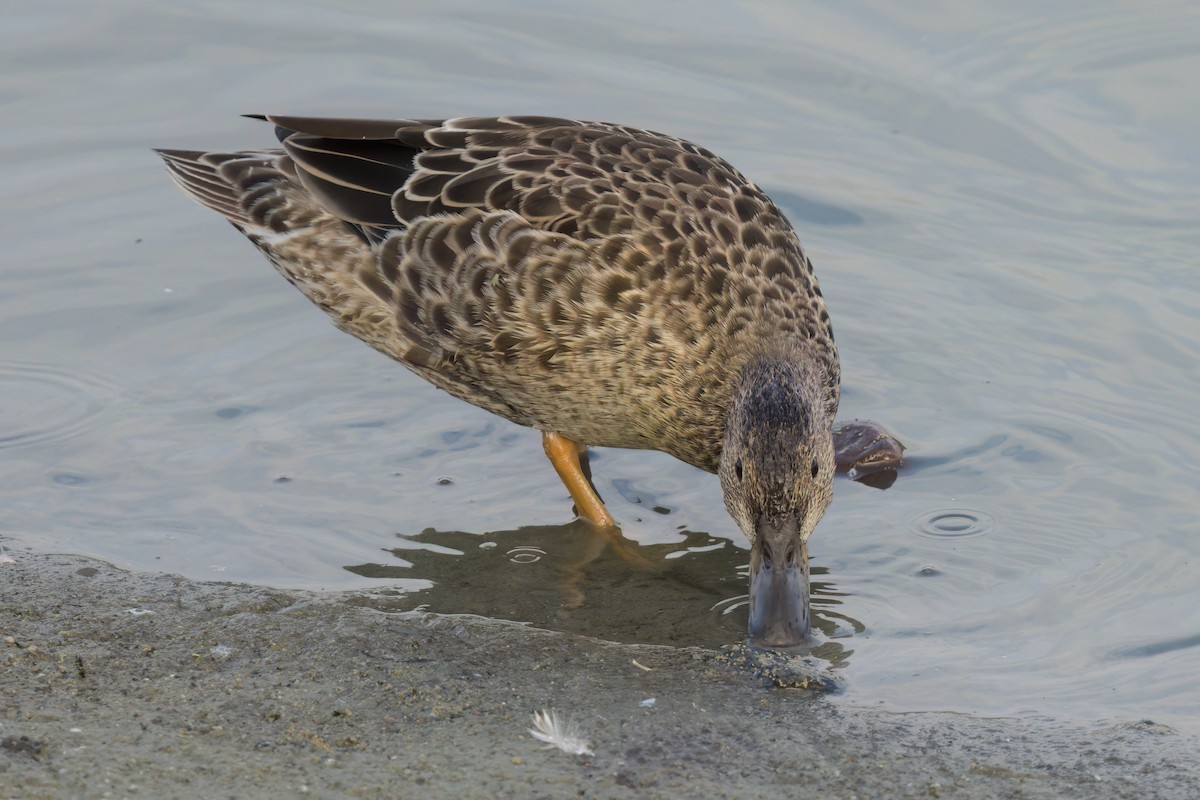 Cinnamon Teal - ML643088404