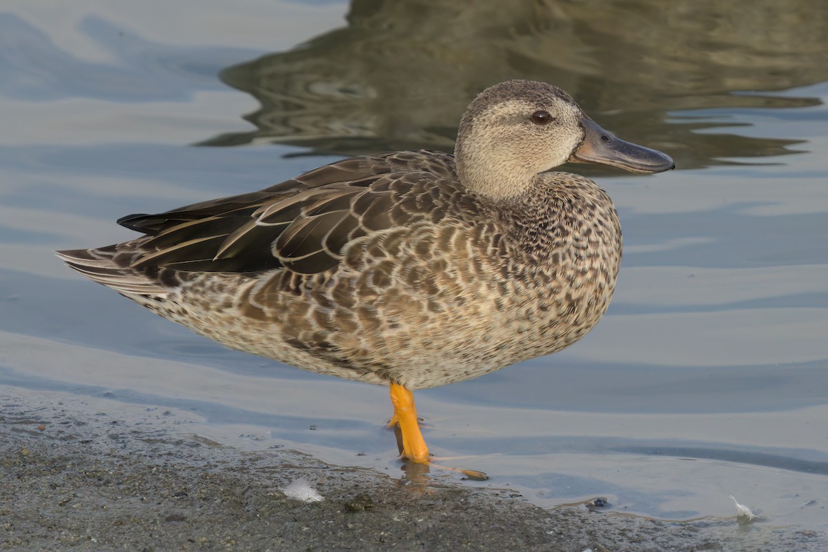Cinnamon Teal - ML643088405