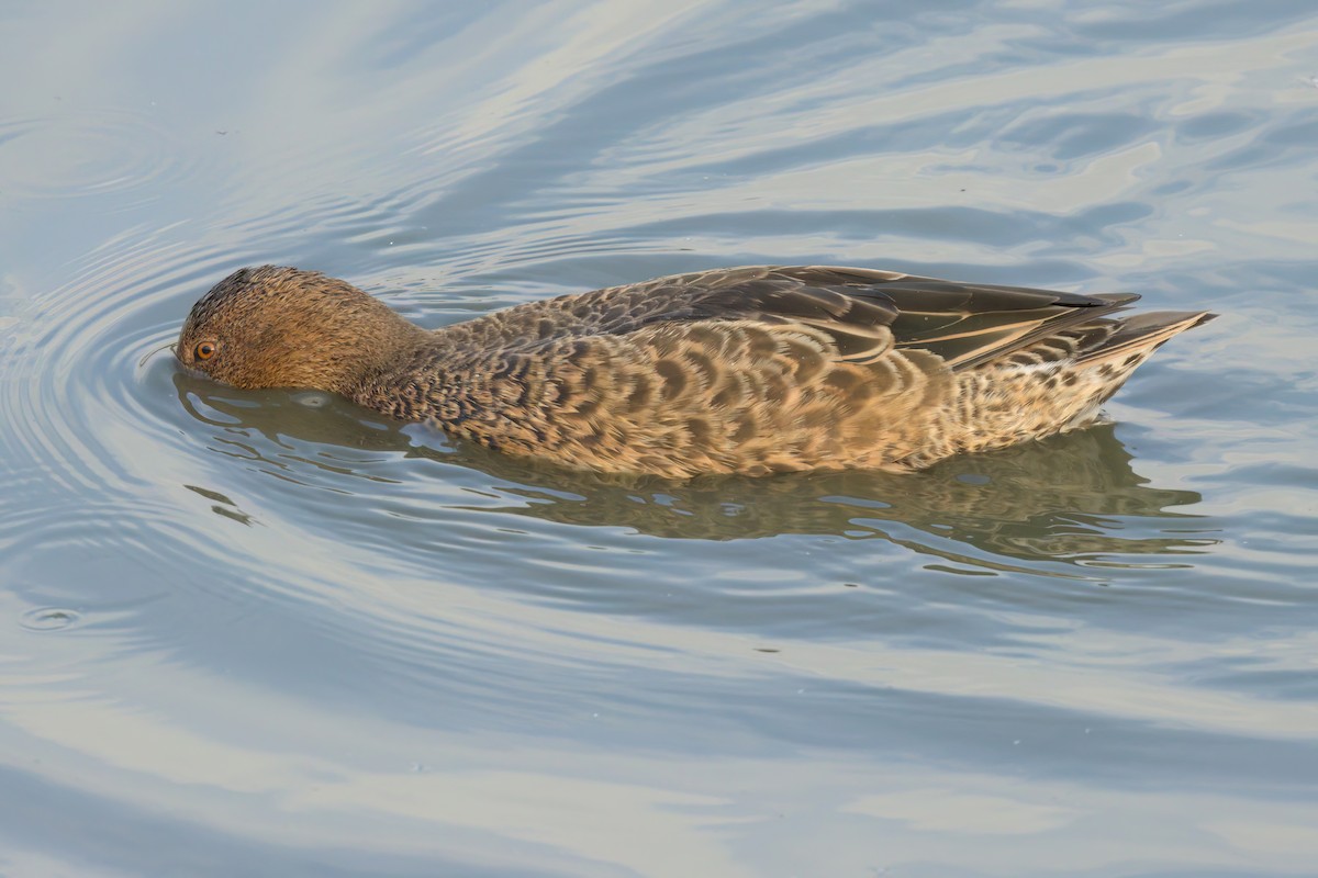 Cinnamon Teal - ML643088407