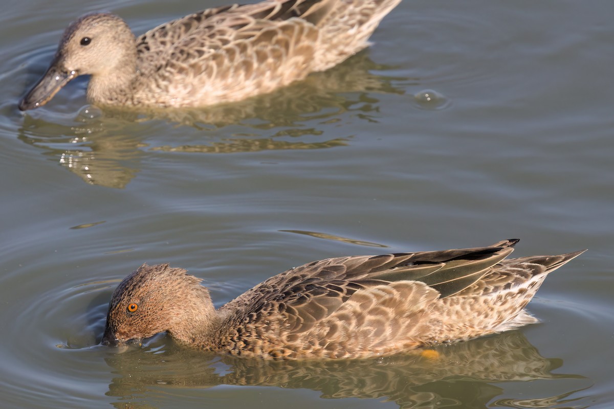 Cinnamon Teal - ML643088408