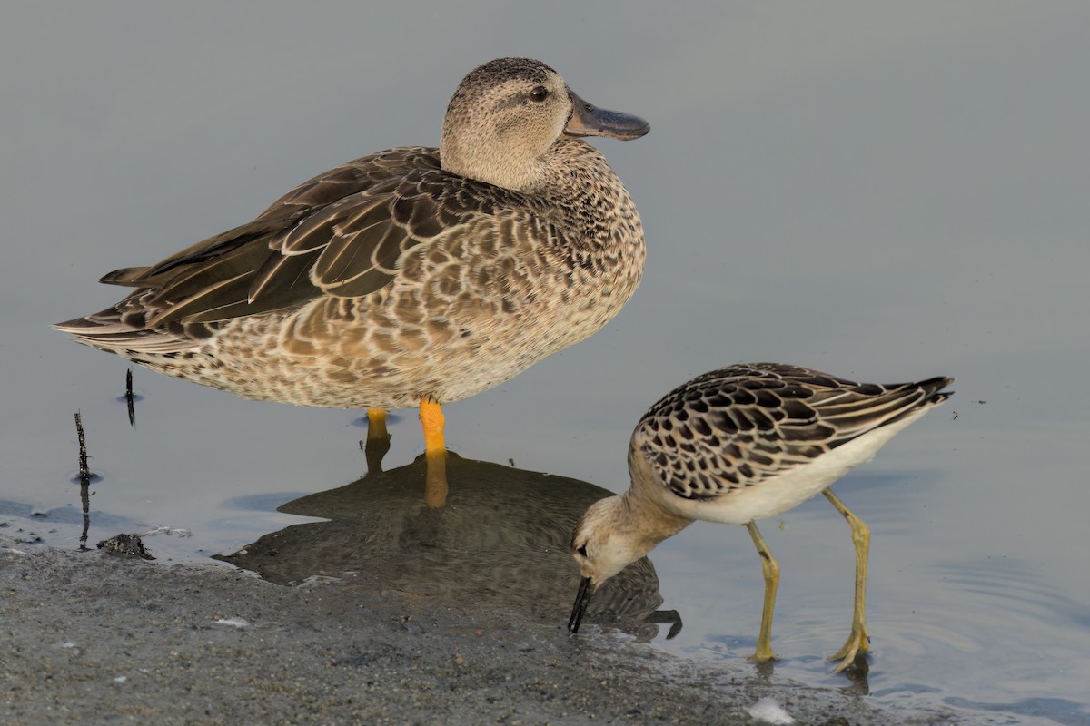 Cinnamon Teal - ML643088409