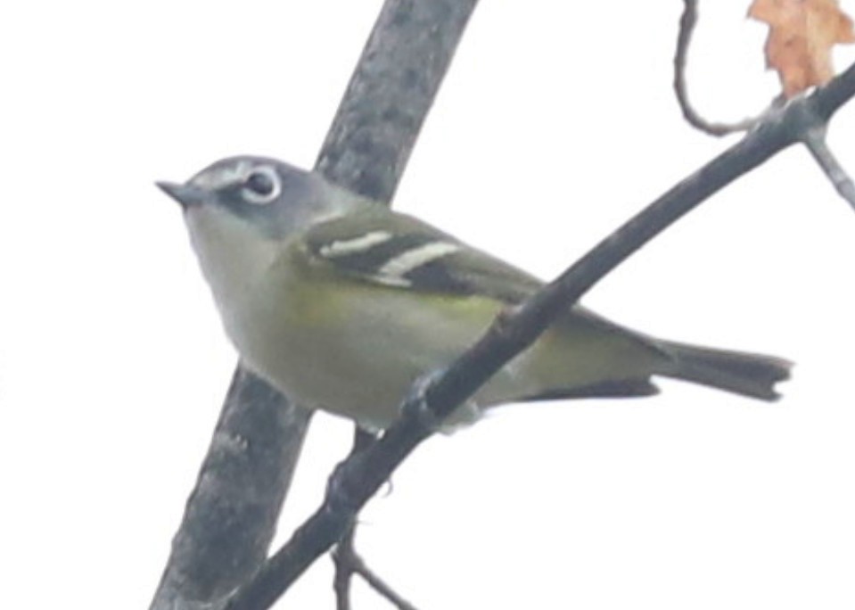Blue-headed Vireo - ML643088411