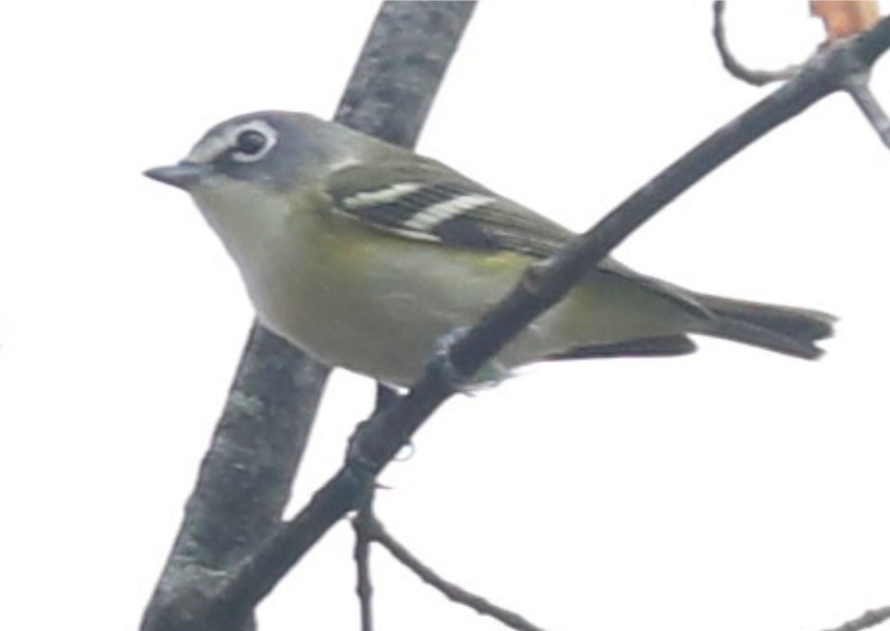 Blue-headed Vireo - ML643088412