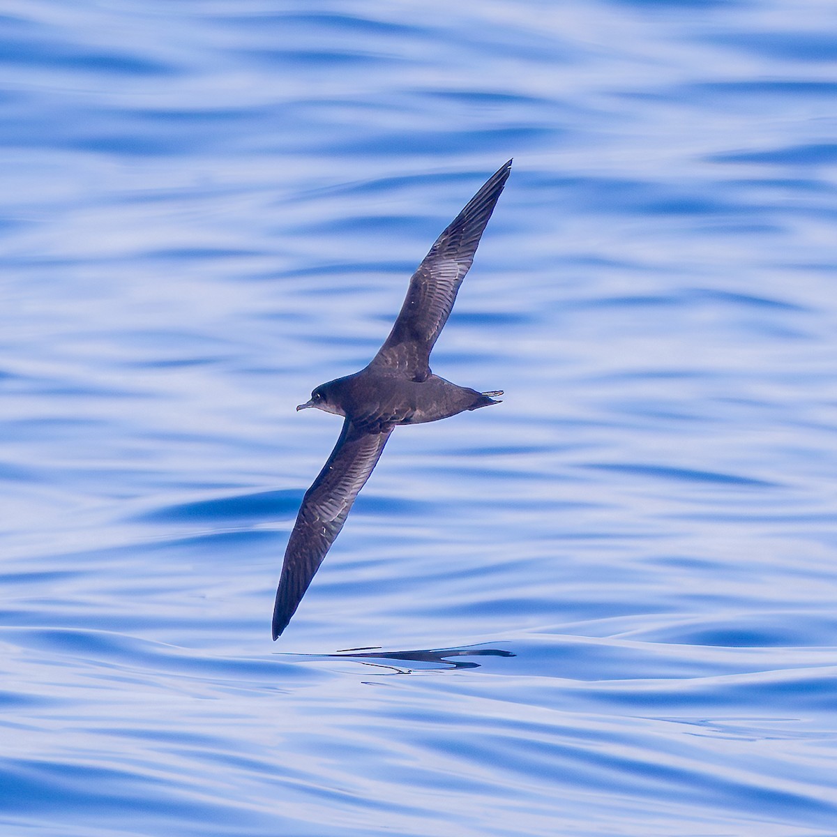 Short-tailed Shearwater - ML643088413
