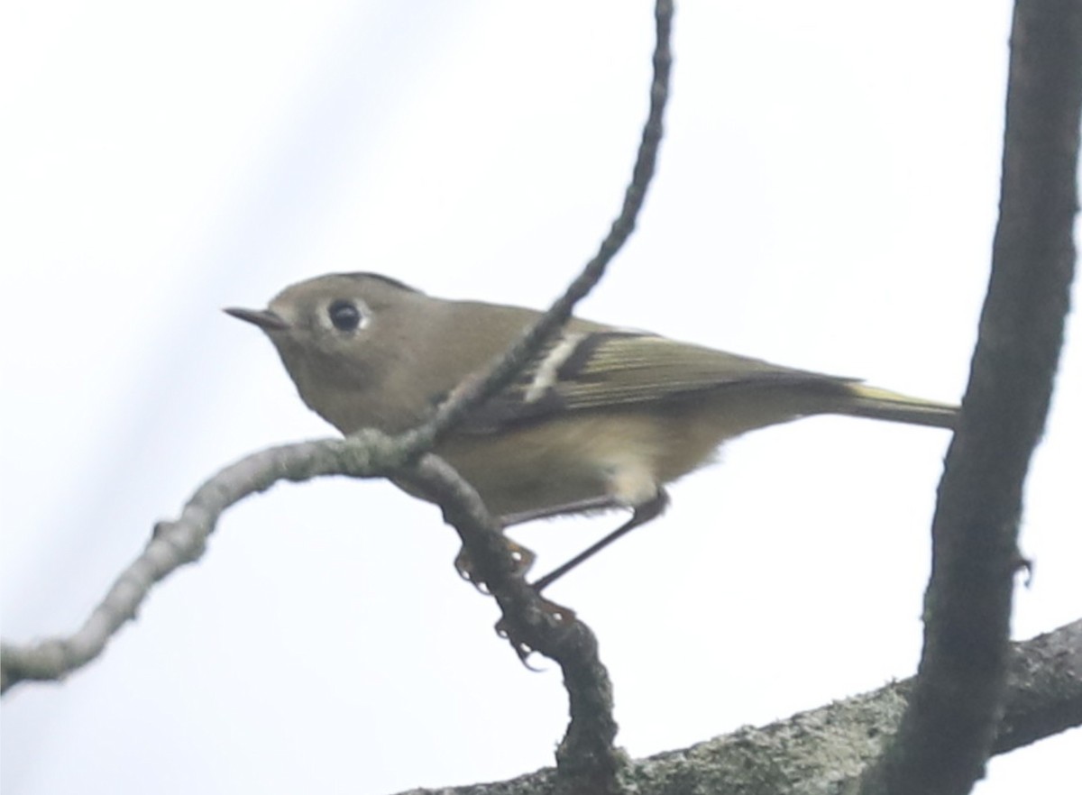 Ruby-crowned Kinglet - ML643088415