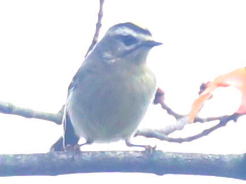 Golden-crowned Kinglet - ML643088422