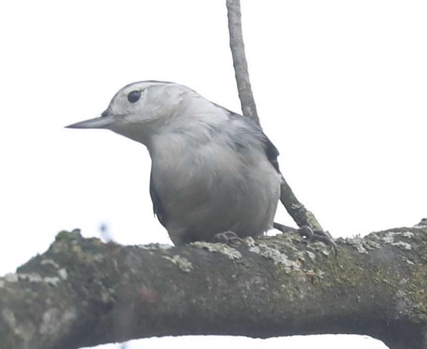 White-breasted Nuthatch - ML643088431