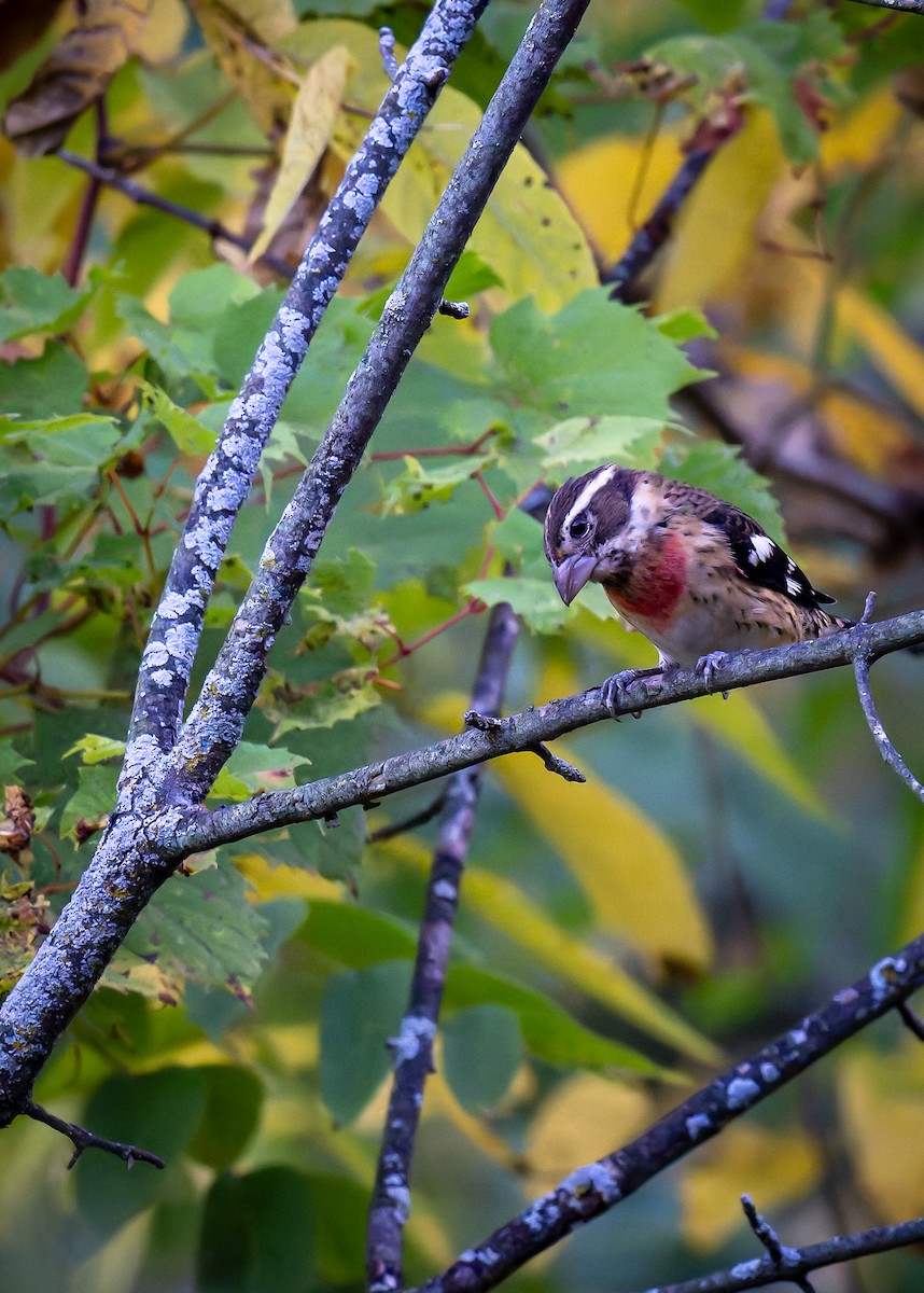 Rose-breasted Grosbeak - ML643088438