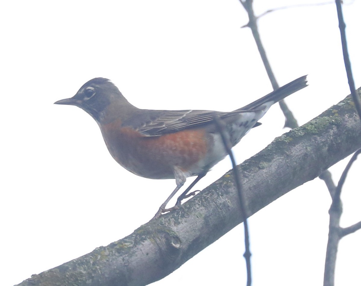 American Robin - ML643088439