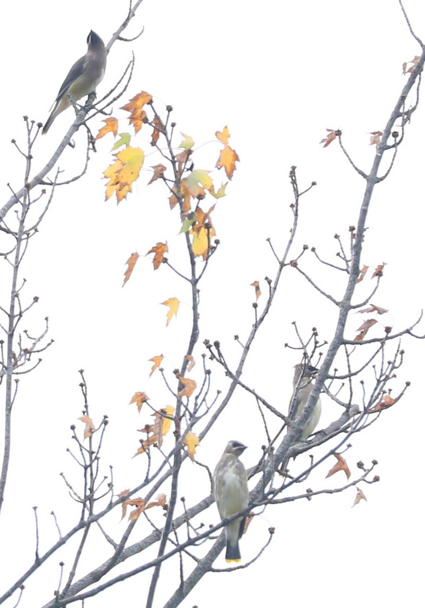 Cedar Waxwing - ML643088442